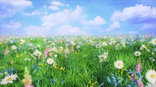Spring Blossom Meadow 4K