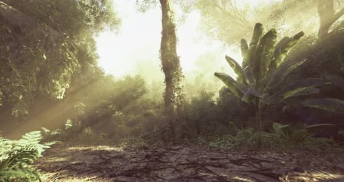 Sunlight Filtering Through Lush Foliage in a Dense Tropical Forest
