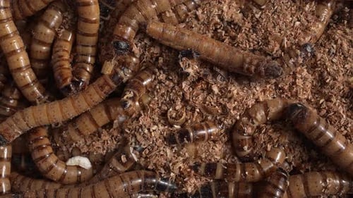 Zophobas Morio, Superworm 50