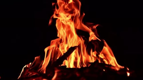 Thin branches of tree burn in the campfire. Orange flames moving quickly in the darkness.
