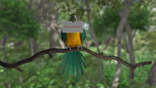 Animated 3D Macaw Parrot Landing and Holding Follow Us Sign