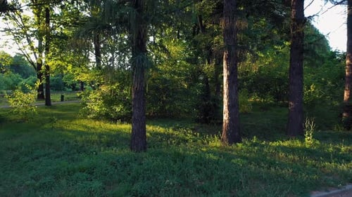 Summer Park Trees During a Good Sunny Day