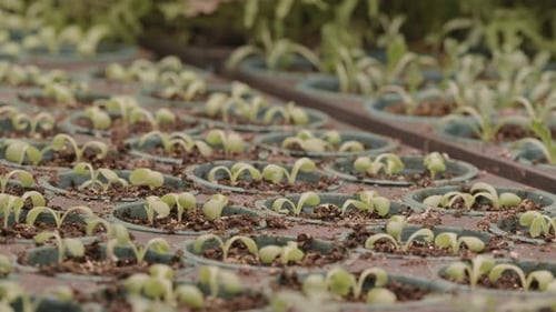 Rows of Potted Seedlings Growing in Vertical Farm