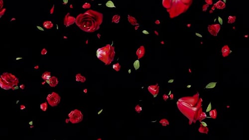 Fallende rote Rose 03 4K