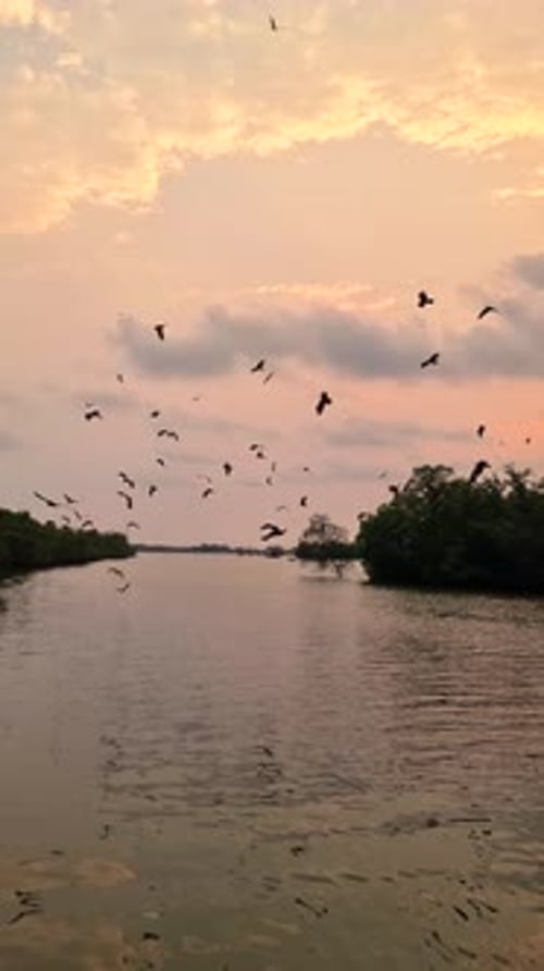 Sea Eagles au coucher du soleil dans la mangrove de Chantaburi en Thaïlande