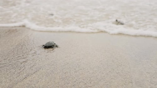 Hatchling Sea Turtles Embark on Journey From Sandy Shore to Waves Newborn Reptiles Scramble Towards