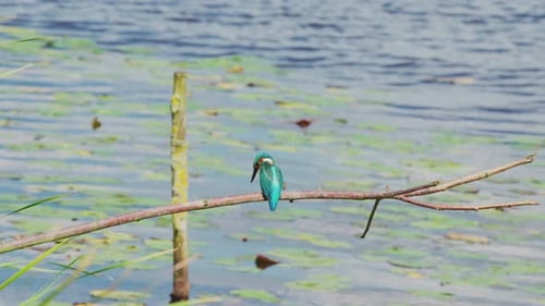 Vue arrière moyenne du martin-pêcheur perché sur une branche au-dessus d'un étang idyllique en Frise, aux Pays-Bas, à la chasse