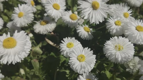 Slow motion over white flowers of English daisy close-up