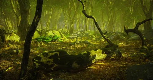 Forêt verte luxuriante avec lumière du soleil filtrant à travers un feuillage dense