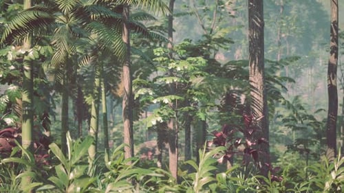 Lush Forest Teeming With Trees and Plants