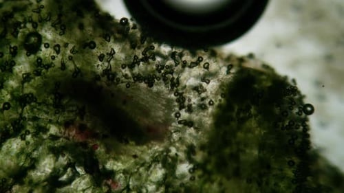 Collection Contagion : élément d'algue microscopique avec bulles