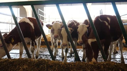 Curious Little Cows Look Into Camera Eating Hay on Dairy Farm Small Calves Chewing Forage at Milk