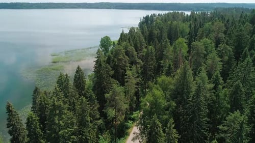 Aerial View of a Beautiful Road Through the Forest Road Between the Green Trees on a Clear Sunny Day