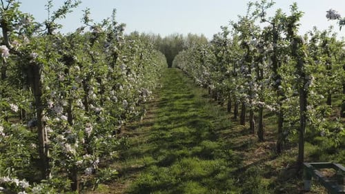Drone / aerial shot of a sunny white apple blossom with bees on a big field 25p