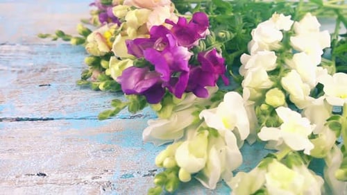 Beautiful Snapdragon Flowers on Blue Distressed Surface