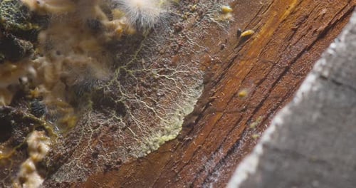 Mold Growing on Decaying Wood Surface