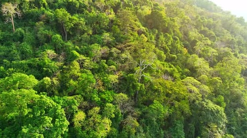 Majestic tropical forest on towering mountains by aerial view drone.