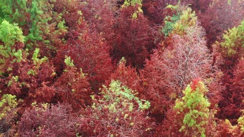 Aerial birds eye view, drone flyover a vibrant canopy of Bald Cypress trees showcases autumn colors,