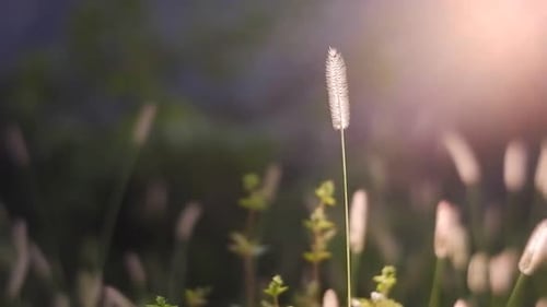 Beautiful bengal grass flowers blowing in the wind in the morning. view of plants in the meadow. the