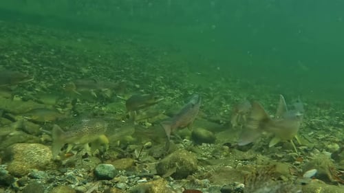 Atlantic Salmon Swim in Norway's Dale River, Underwater View