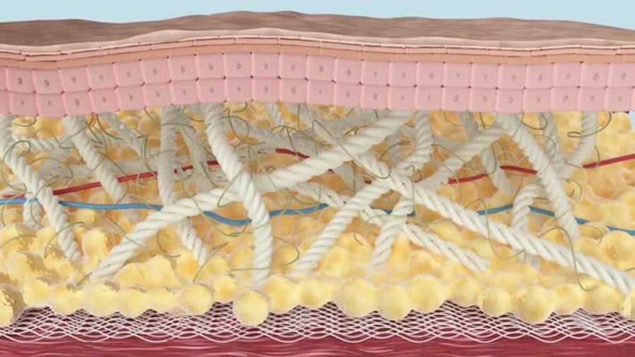 3D Animation of Human Skin Layers with Collagen Fibers, Bugs Motion ...