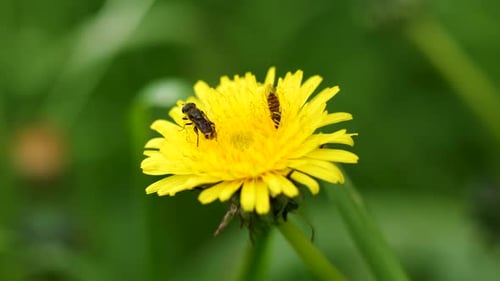 Two bees harvesting a pissabed.