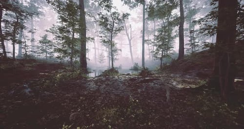 Misty Forest Landscape with Soft Light Illuminating Trees at Dawn