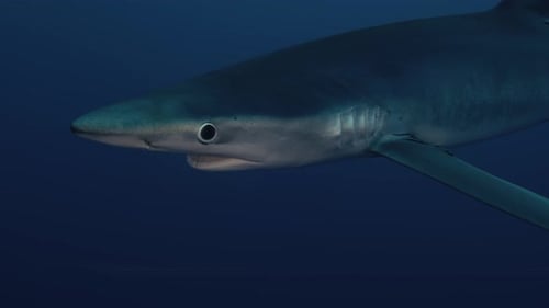 Blue Shark swimming close to diver in the blue water