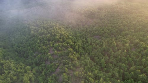 Greenery Area, image formed in the forest by daylight, drone footage of great mountain range