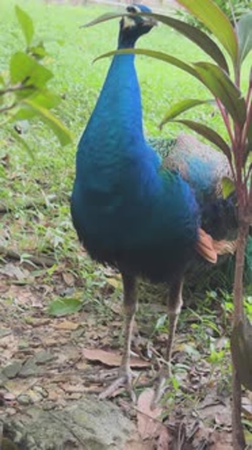 Beautiful Elegant Indian Peafowl Cleans Its Feathers Getting Rid Pests