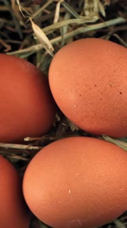 Chicken Eggs Fly with Hay Filmed on a Highspeed Camera at 1000 Fps