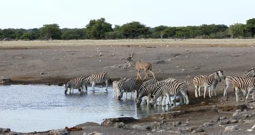 zebra drinking in Etosha Namibia wildlife safari