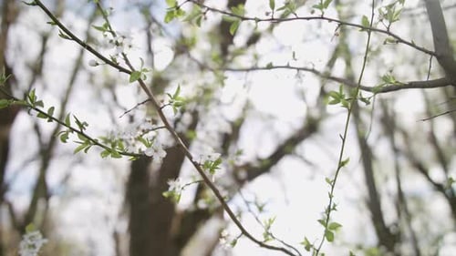 Medium trucking shot of a young cherry tree branches with white blossom, swaying in the wind. bright