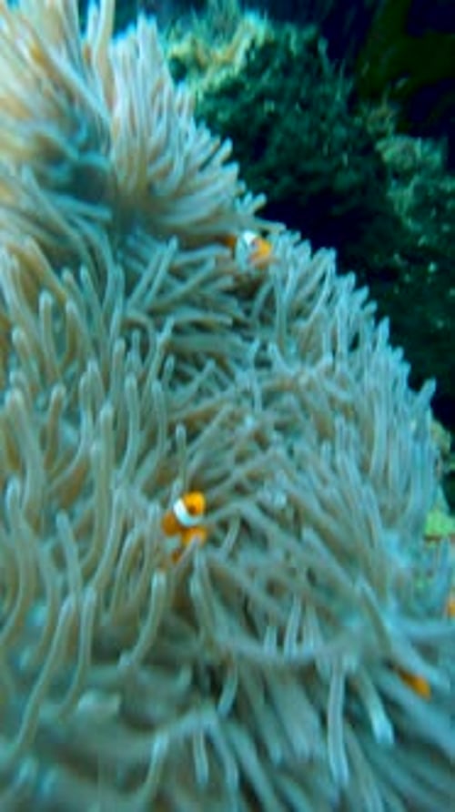 Clownfish