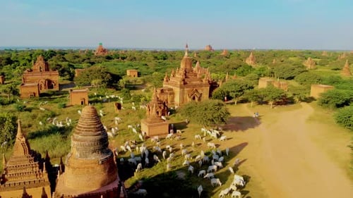 Lever de soleil au-dessus des temples et des pagodes de Bagan, Myanmar