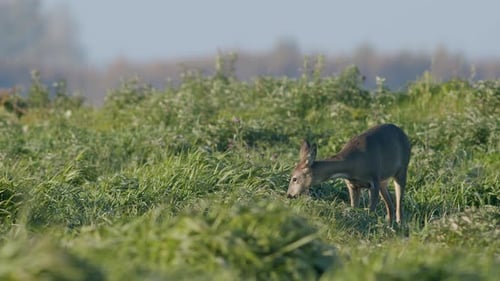Common wild roe deer perfect closeup on meadow pasture autumn golden hour light