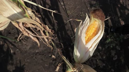 Ripe growing corn. Close-up.
