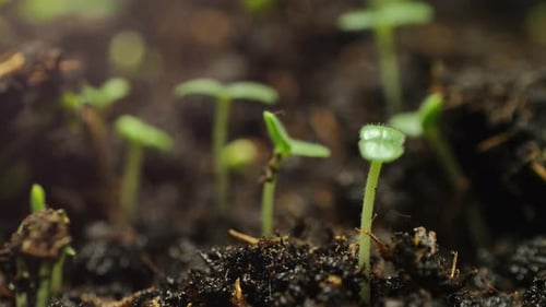 Seedlings Sprout in Rich Soil Time Lapse