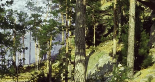 Scenic View of a Forest with Tall Trees and Natural Light During Daytime