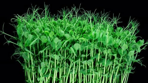 Green Pea Germination Moves In Time Lapse. Micro Greens Seedling For Healthy Eating. Vegan Food