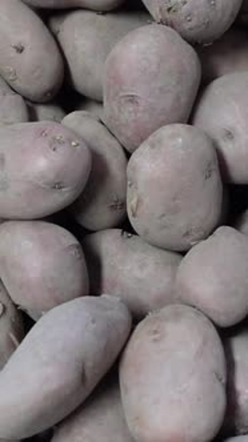 Vertikales Video von Kartoffeln