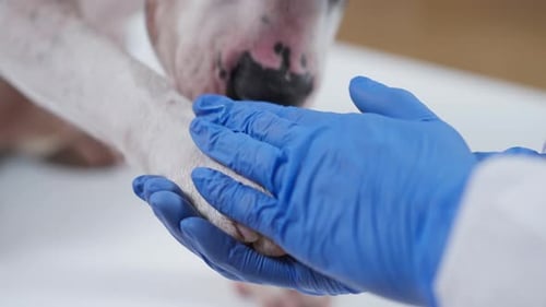 Veterinarian Examines Dog Paw Close Up