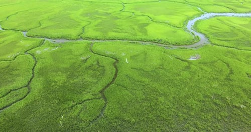 Everglades Swamp with Green Vegetation Between Water Inlets Natural Habitat of Many Tropical Species