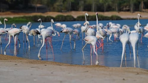 Fascinating, majestic Avian wildlife, Flamingos, Phoenicopteridae species