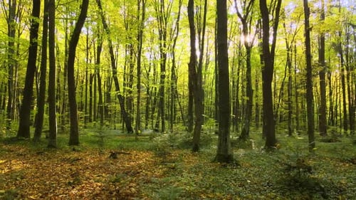 Beautiful Scenery with Light Rays Shining Through Bright Green Woods with Lush Trees in Autumn