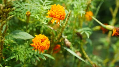 love natural flowers