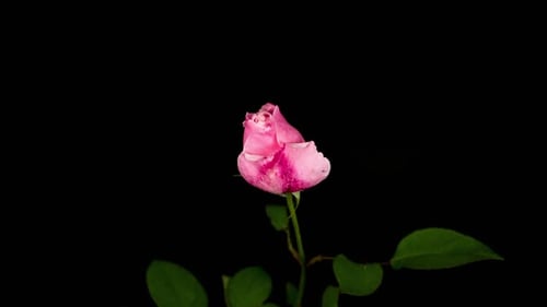 Rose Timelapse