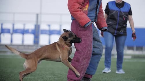 Dog Bites Protective Sleeve During Training Exercise