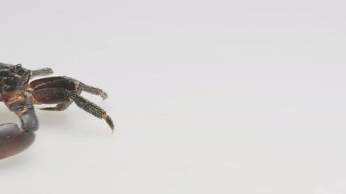 Walking crab or moving crab. Studio video.
