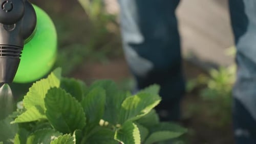 Lower Angle View of Farmer Fumigating Plants with Sprayer and Insect